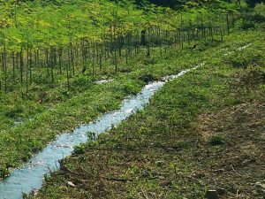 bewaesserung-moringa-tambo-grande-plan-verde-e-v