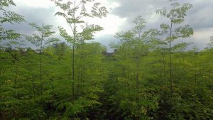 moringafeld-in-tambo-grande-plan-verde-e-v