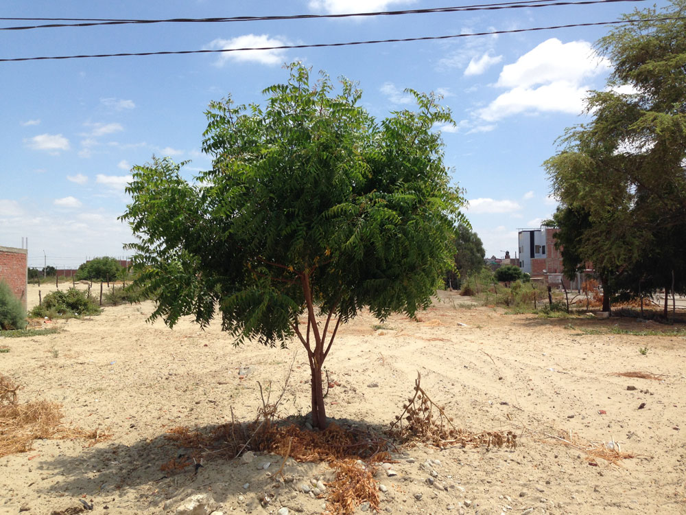 Neem-Loures-1-Plan-Verde-e.V.